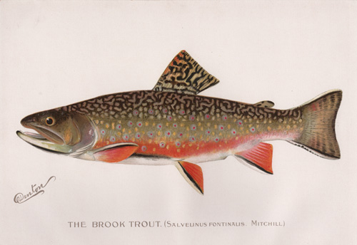 Denton fish lithograph from 1896